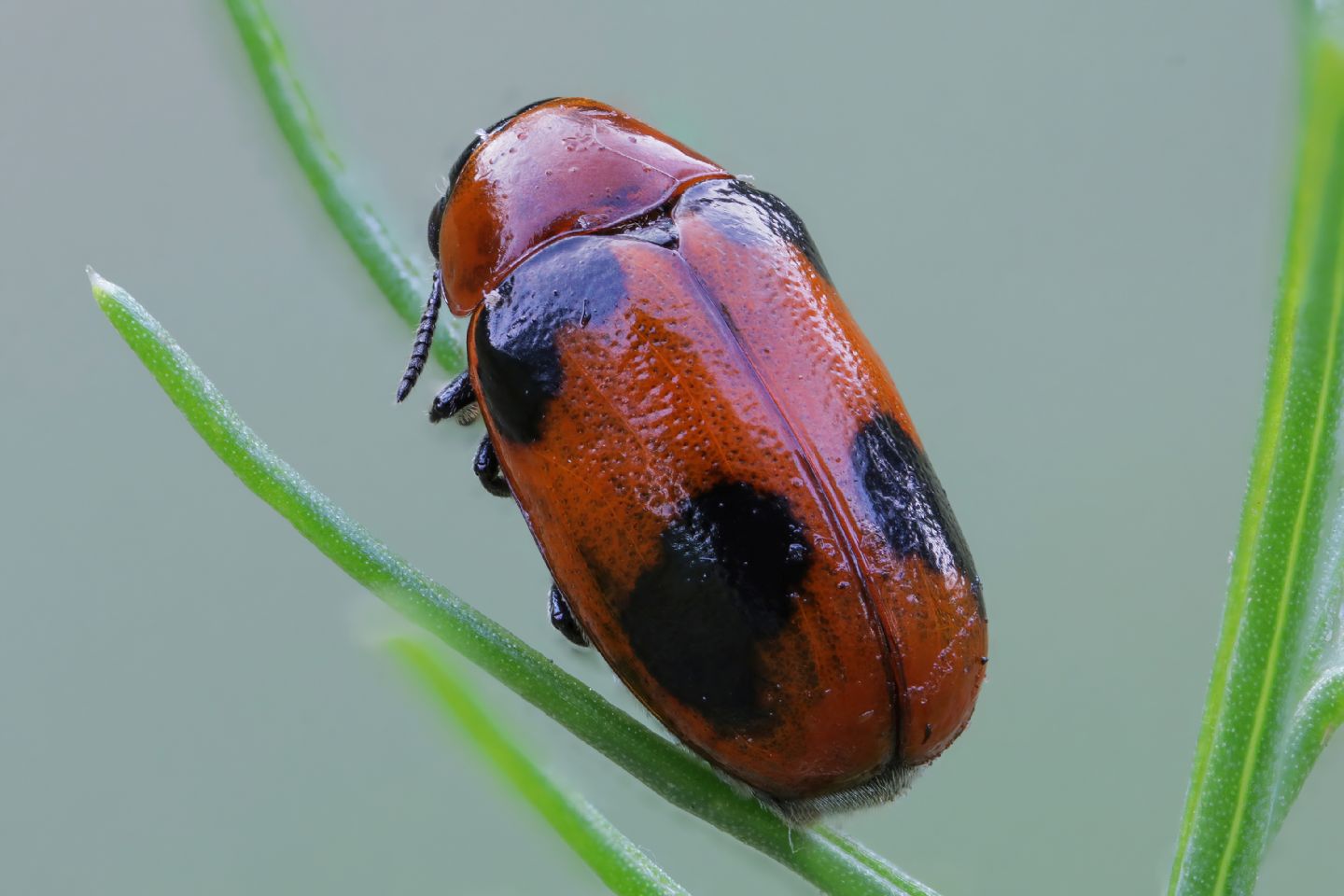 Chrysomelidae - Coptocephala scopolina